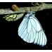 Black-veined White crataegi Egg Batch
